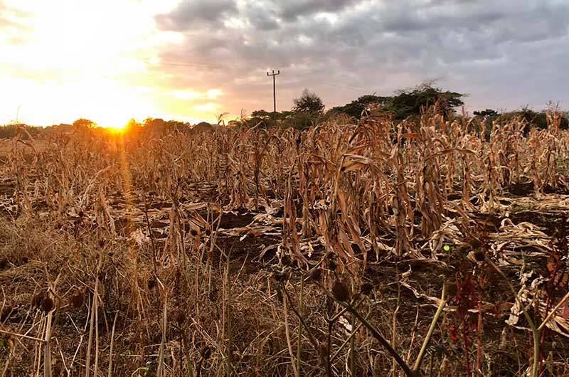 Corn field in the sunset