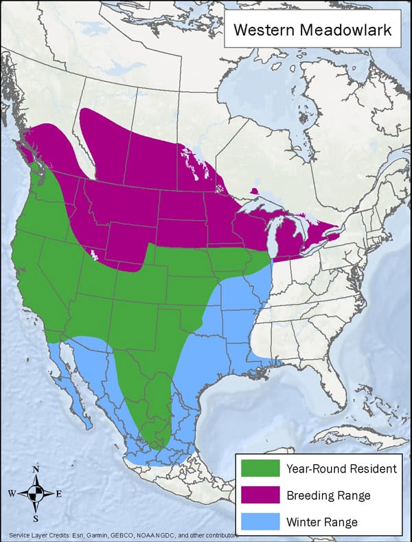 Western Meadowlark range map