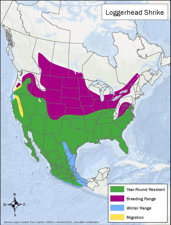 Loggerhead Shrike range map
