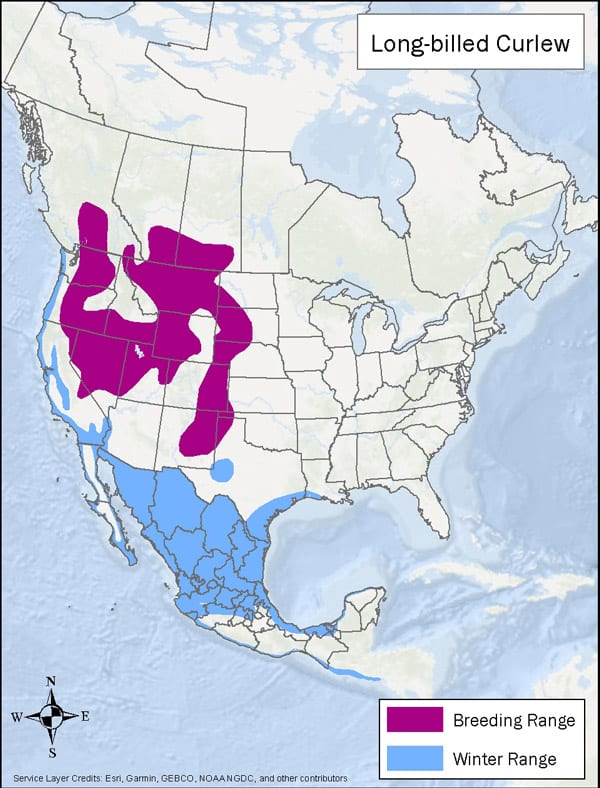 Long-billed Curlew range map
