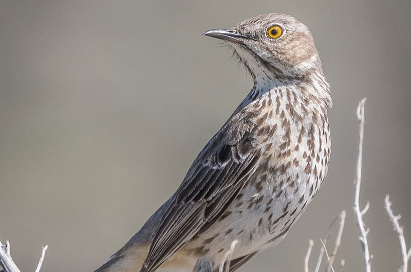 Close up of a Sage Thrasher.