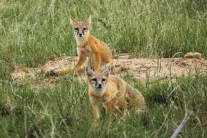 A pair of swift foxes