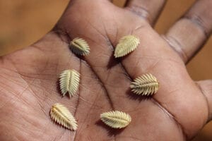 Grains in hand