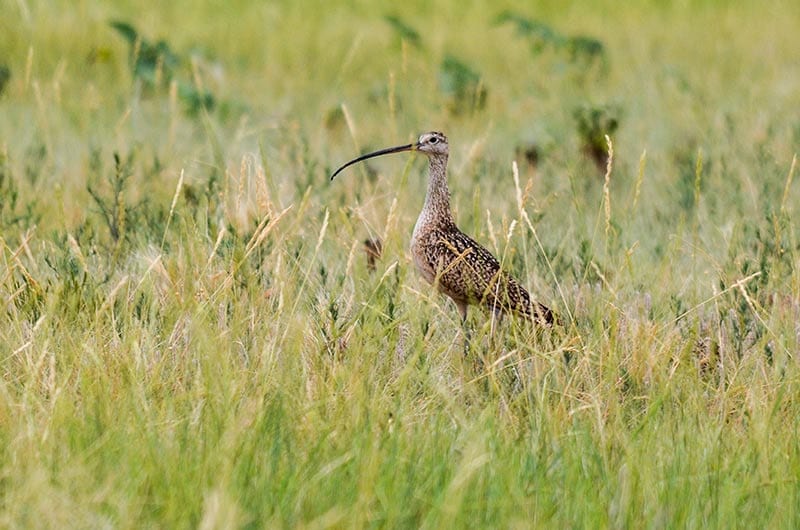 A long-billed curlew stands among grasses.