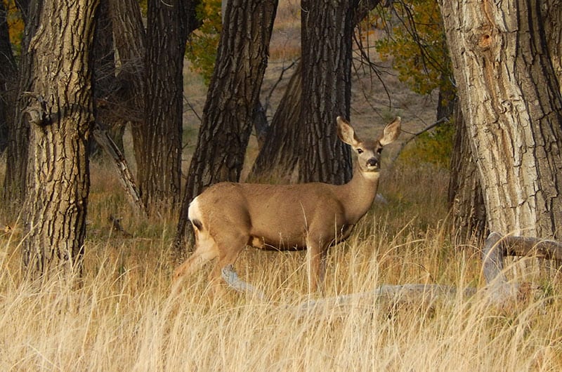 An adult mule deer stands in tall grasses in front of trees.