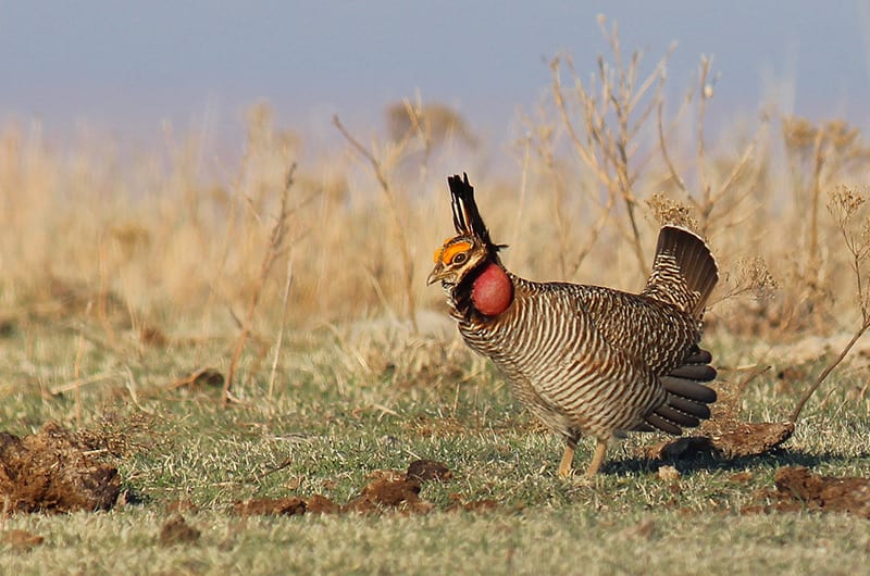 A Lesser Prairie-Chicken with inflated air sac stands among grasses and dried shrubs.