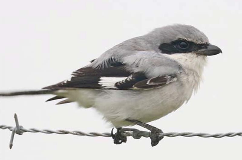 Closeup of a Loggerhead Shrike sitting on barbed wire.