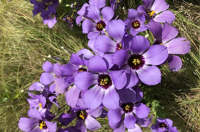 Close up of Showy Prairie Gentian flowers in bloom.