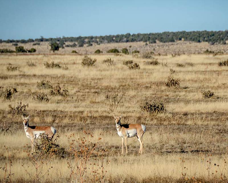 Antelope standing in US grasslands
