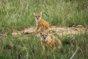 A pair of swift foxes on a mound of dirt surrounded by grasses.