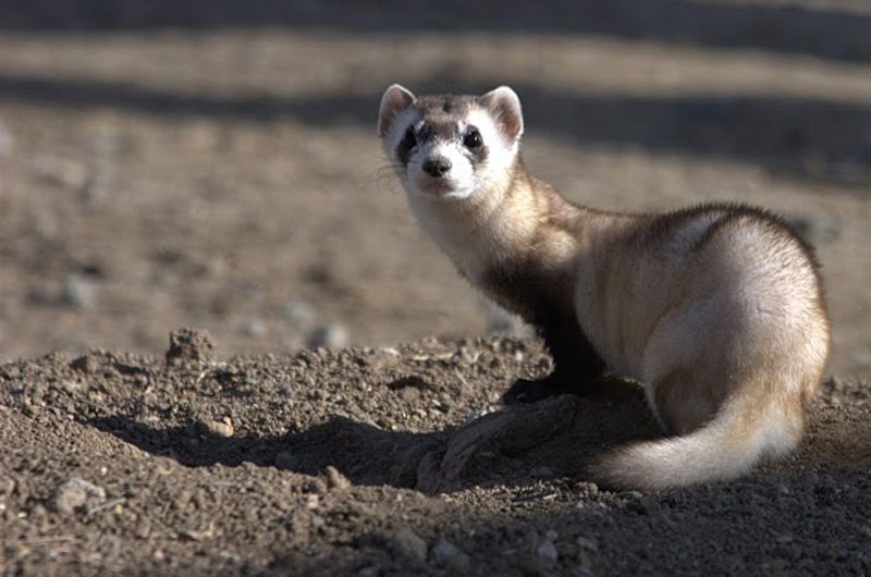 A black-footed ferret looking back at the photographer.