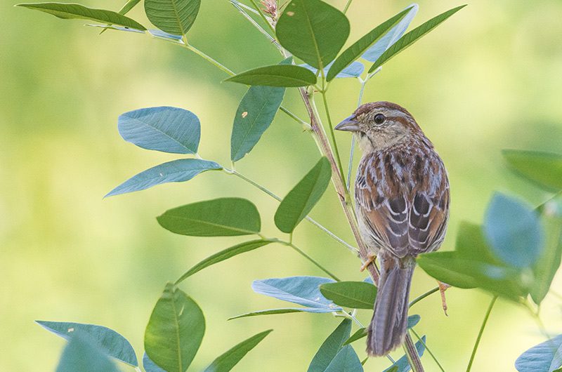 A Bachman's sparrow perched on a leafy branch.