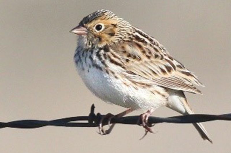 A Baird's sparrow perched on a barbed wire.