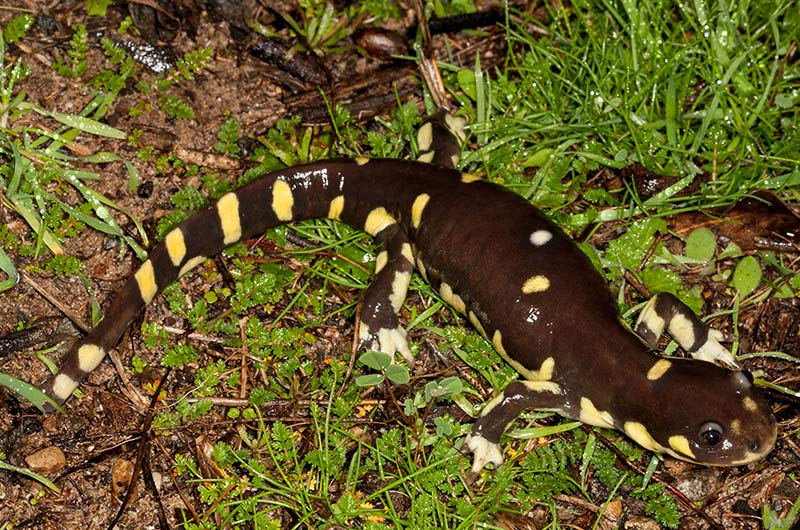 A California tiger salamander among moist vegetation.
