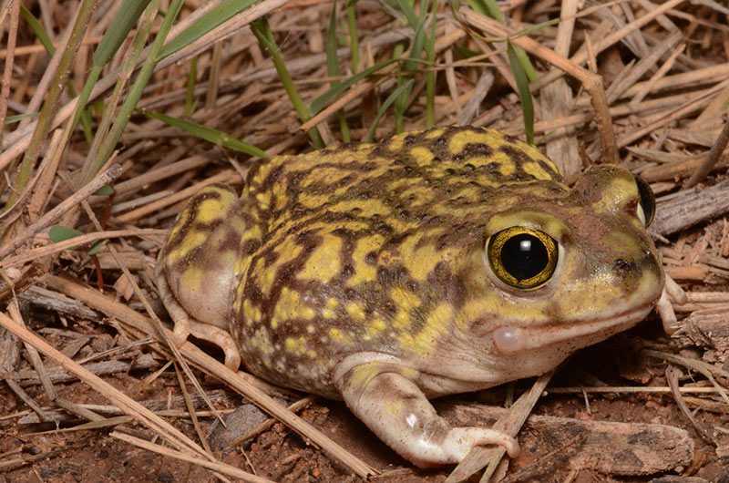 A Couch's spadefoot toad among dried grasses and leaves.