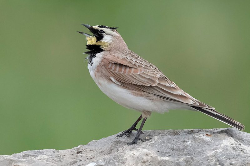 A horned lark singing.