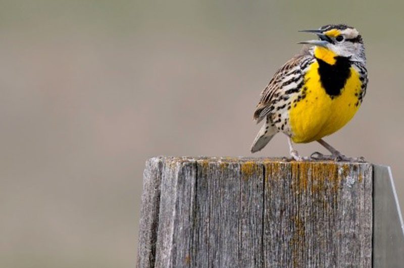 Eastern meadowlark with beak open perched on a post.