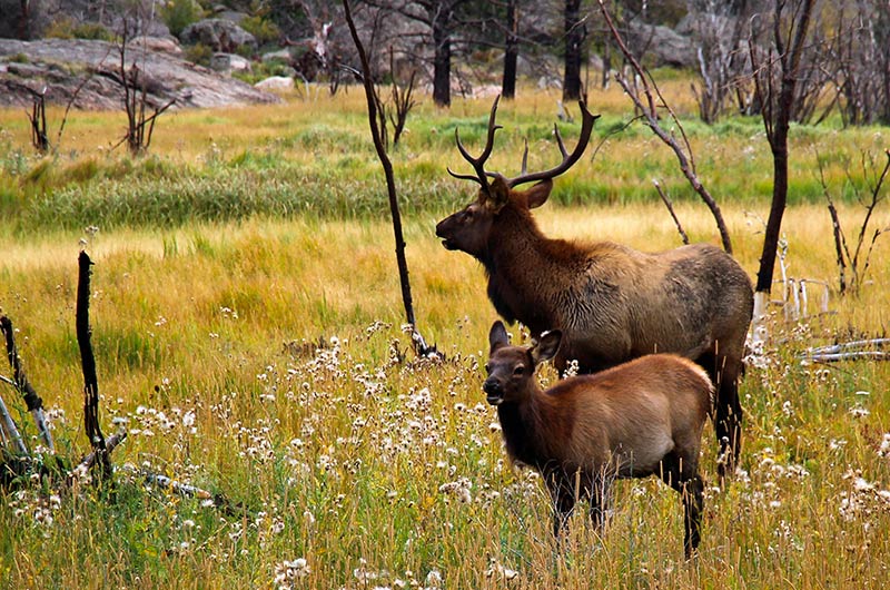 A pair of elk, one with antlers, stand in an open meadow with sparse thin trees.