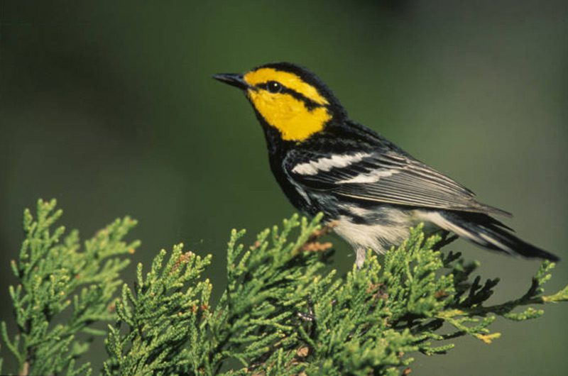 A golden cheeked warbler on pine tree leaves.