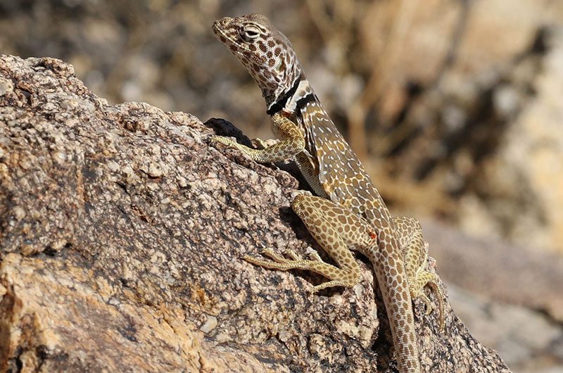 A Great Basin collared lizard
