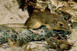 a hispid pocket mouse
