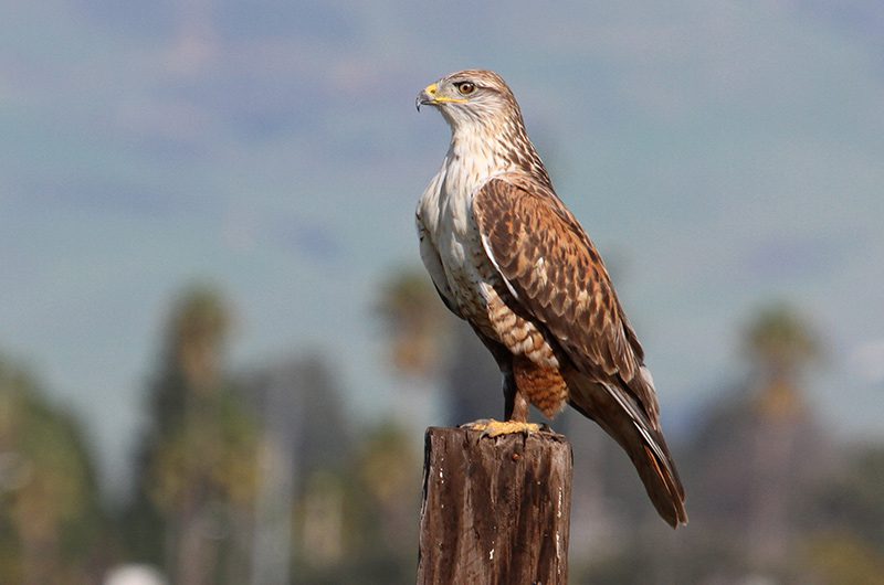 A ferruginous hawk on a post.