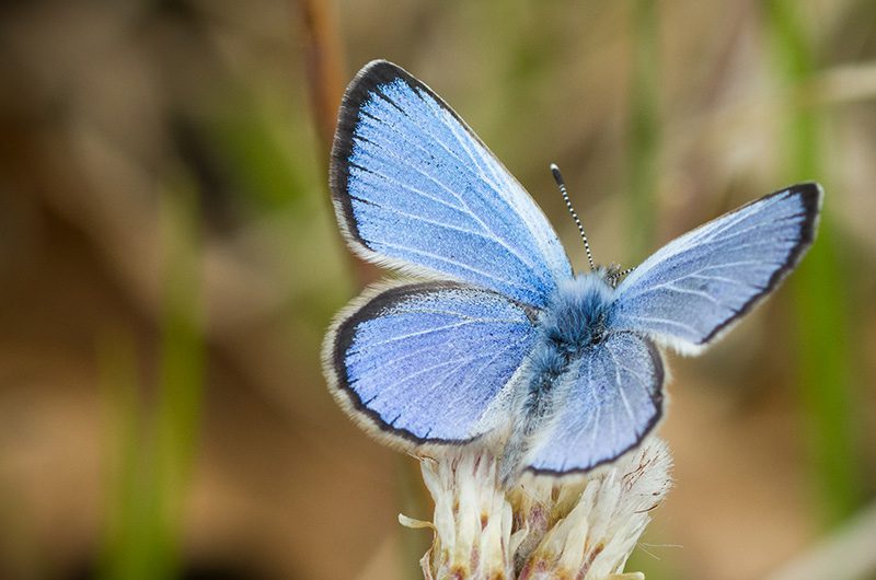 A male Karner blue on a flower.