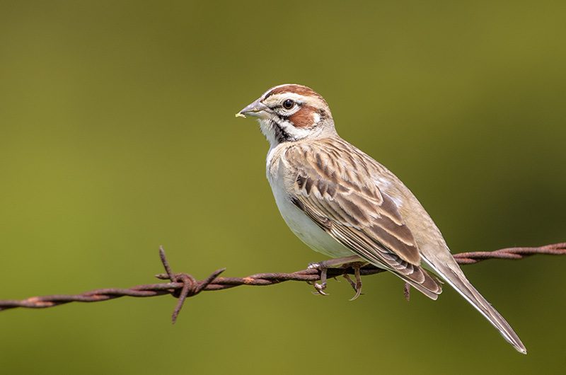 A lark sparrow perched on rusty barbed wire.