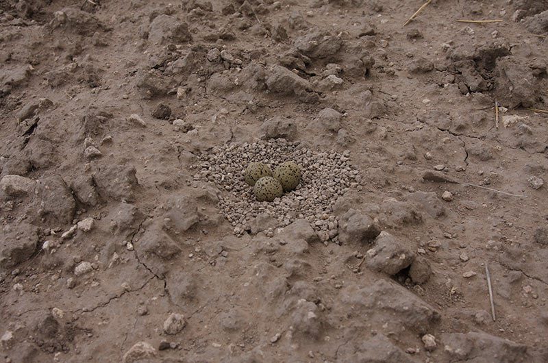 Three speckled mountain plover eggs in nest 