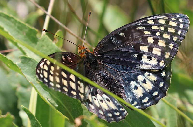A close up of a female Nokomis fritillary on plant leaves.