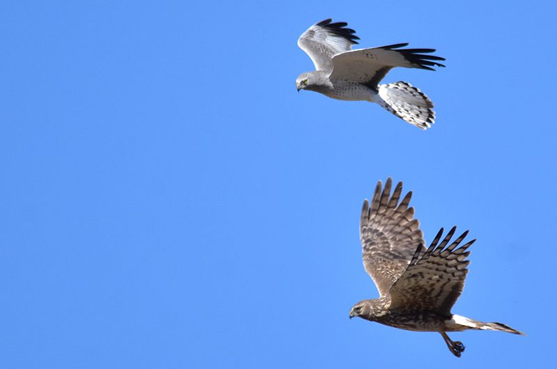 A male (top) and female (bottom) Northern Harrier in flight.