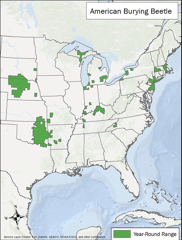 American burying beetle range map. Range is scattered from eastern US to central states.