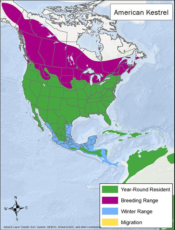 American kestrel range map. Breeding range is most of Canada and northern US. Year round range is almost all of US, Mexico, Caribbean, and parts of South America. Winter range is coastal Mexico and Central America.