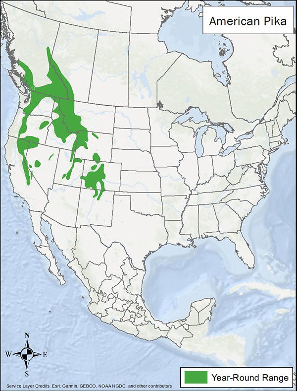 American pika range map. Range is western Canada through the western US.