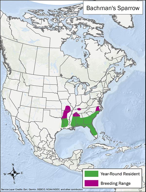 Bachman's sparrow range map. Breeding and year round range is southern US states.