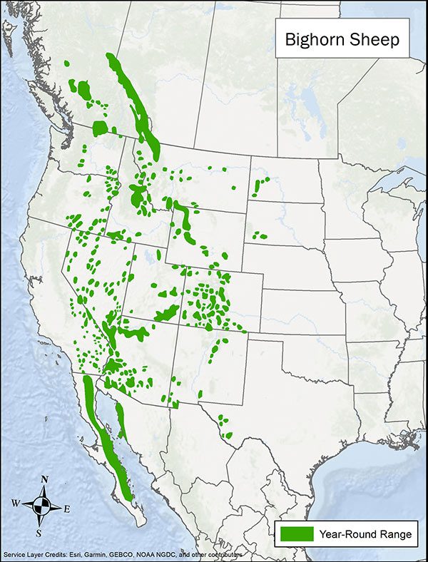 Bighorn sheep range map. Range is spotty from western Canada through the western US and into Mexico.
