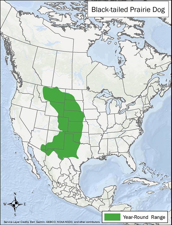 Black-tailed prairie dog range map. Range is central plains from northern US to Texas and Arizona.