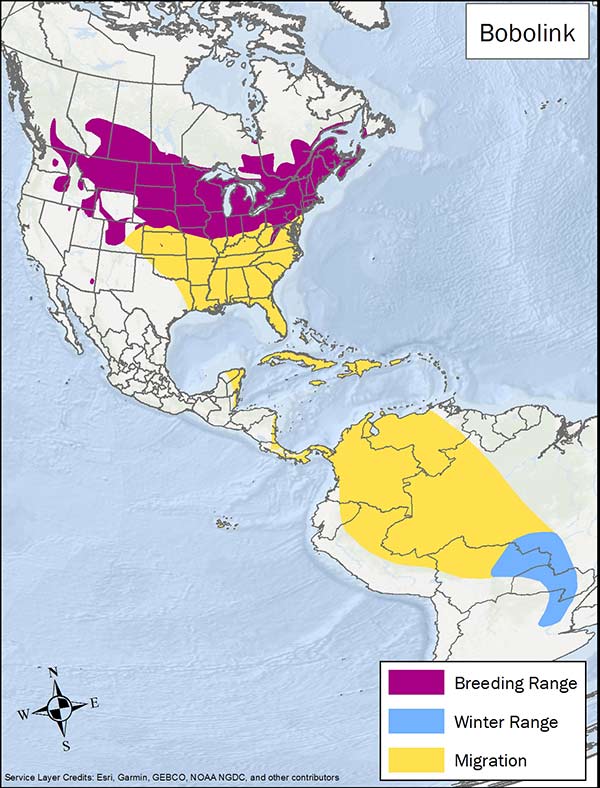 Bobolink range map. Breeding range is southern and eastern Canada, northern and eastern US. Migration range is southern and some central US through the Caribbean and into South America. Winter range is South America.