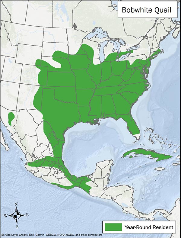 Bobwhite quail range map. Range is most of eastern, southern, and central US, eastern Mexico, the Caribbean, and a population in western Mexico.