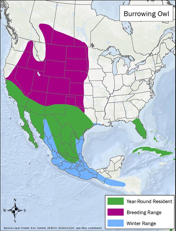 Burrowing owl range map. Breeding range is from south central Canada through central US and California. Year round range is southern California through Texas, Mexico, and populations in Florida and the Caribbean. Winter range is coastal Mexico.