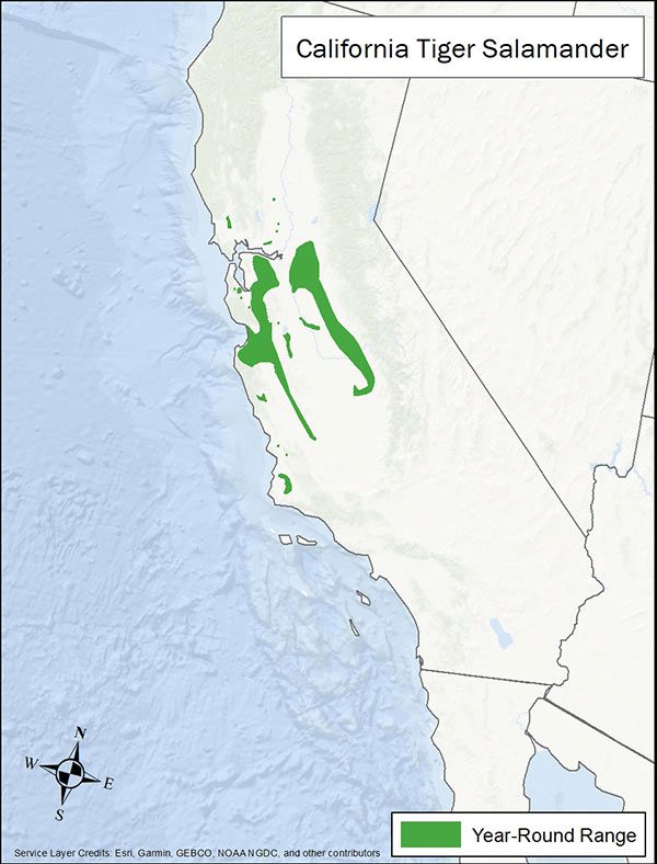 California tiger salamander range map. Range is a few strands in coastal and inland central California.