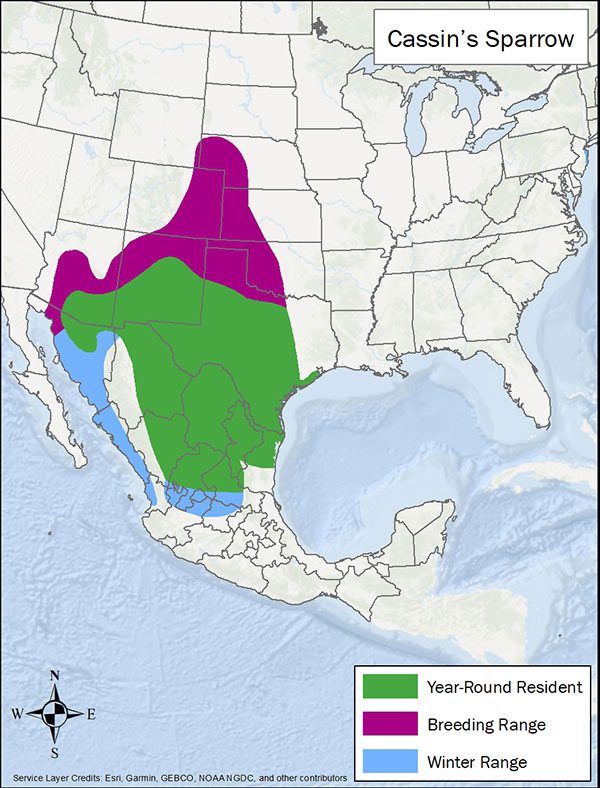 Cassin's sparrow range map. Breeding range is parts of central US. Year round range is southwestern US and Mexico. Winter range is coastal Mexico.
