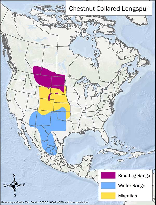 Chestnut-collared longspur range map. Breeding range is southern Canada, Montana, and the Dakotas, migration range is central states, and winter range is south central US and Mexico.