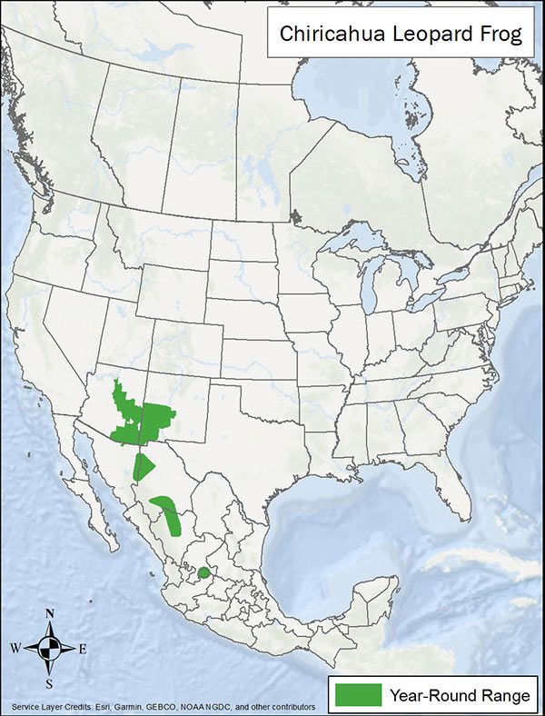 Chiricahua leopard frog range map. Range is eastern Arizona, western New Mexico, and parts of Mexico.
