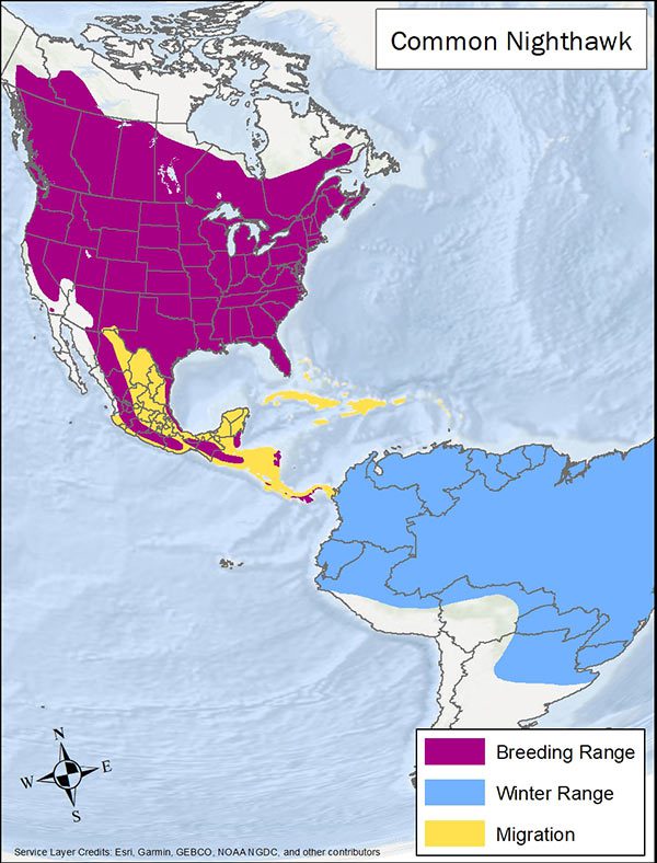 Common nighthawk range map. Breeding range is most of Canada and the US and coastal Mexico. Migration range is Mexico and Caribbean. Winter range is South America.