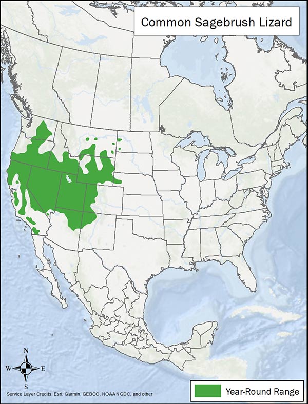Common sagebrush lizard range map. Range is much of the western US.