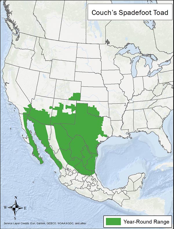 Couch's spadefoot toad range map. Range is southwestern US and Mexico with a small portion in southeastern Colorado and Southern Oklahoma.