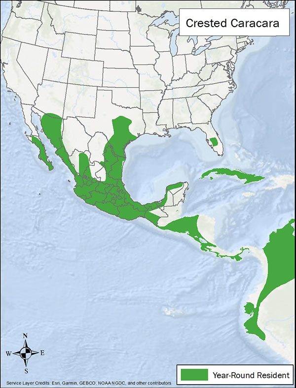 Crested caracara range map. Range is from Texas and Arizona through Mexico and South America.