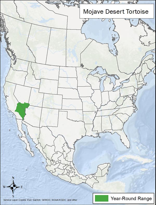 Mojave Desert Tortoise range map. Range is the Mojave Desert in California and Nevada.