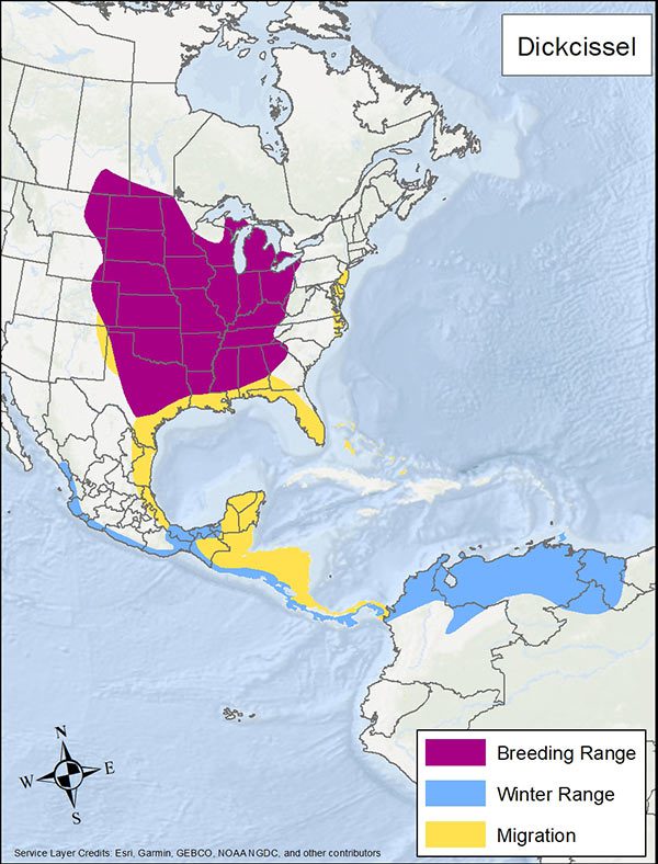 Dickcissel range map. Breeding range is much of central, midwestern, and southern US. Migration range is Gulf Coast US, parts of eastern US, Mexico, and Central America. Winter range is coastal Mexico through South America.